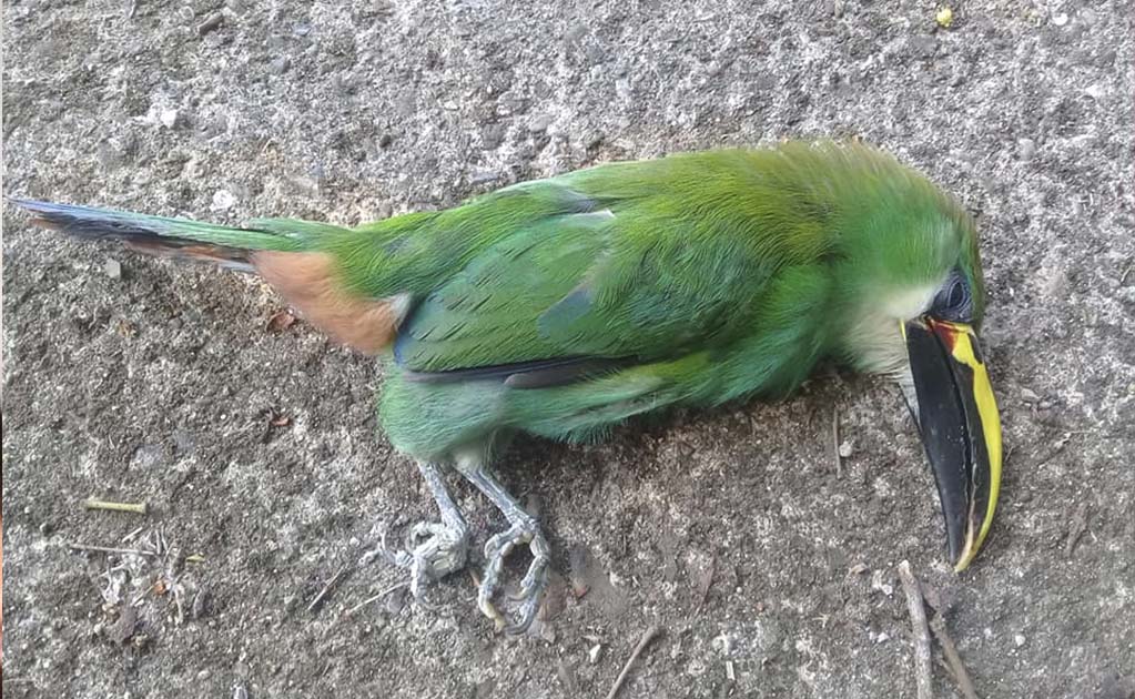 Encuentran tucaneta muerta por “golpe de calor”