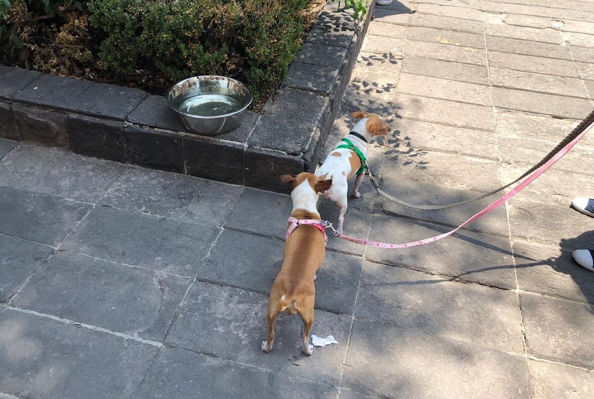 Colocan bebederos para mascotas frente a Congreso 