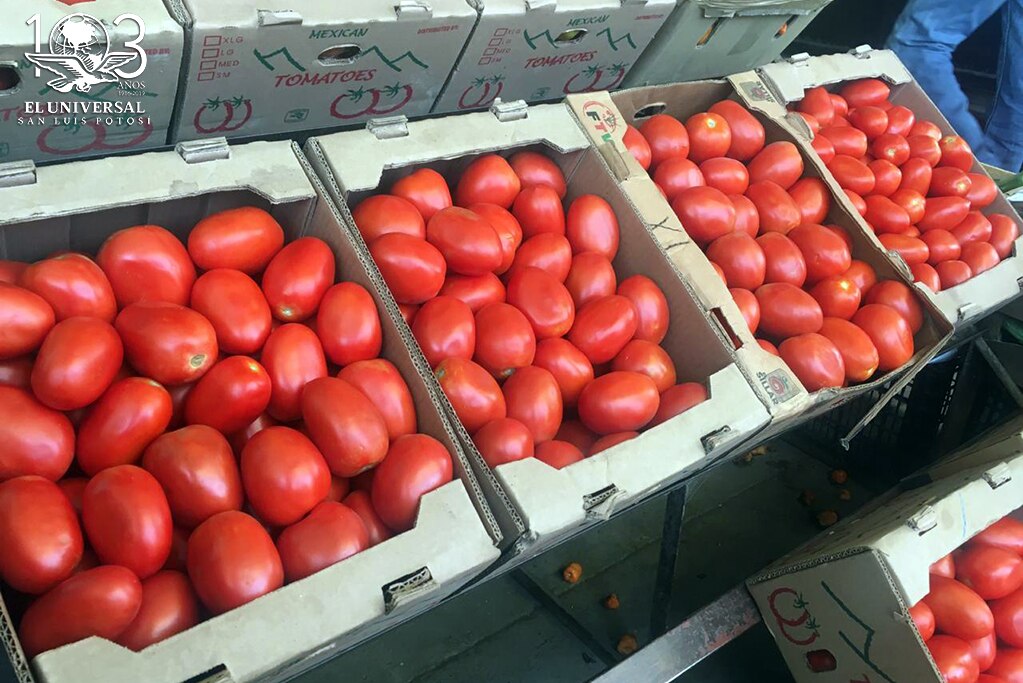 Tras aranceles, sobre oferta baja el precio del jitomate 