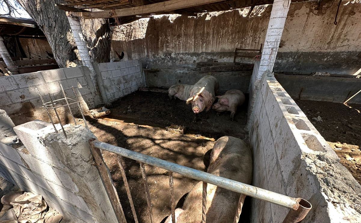 Clausuran en Soledad criadero de ganado porcino por no cumplir normas ambientales 