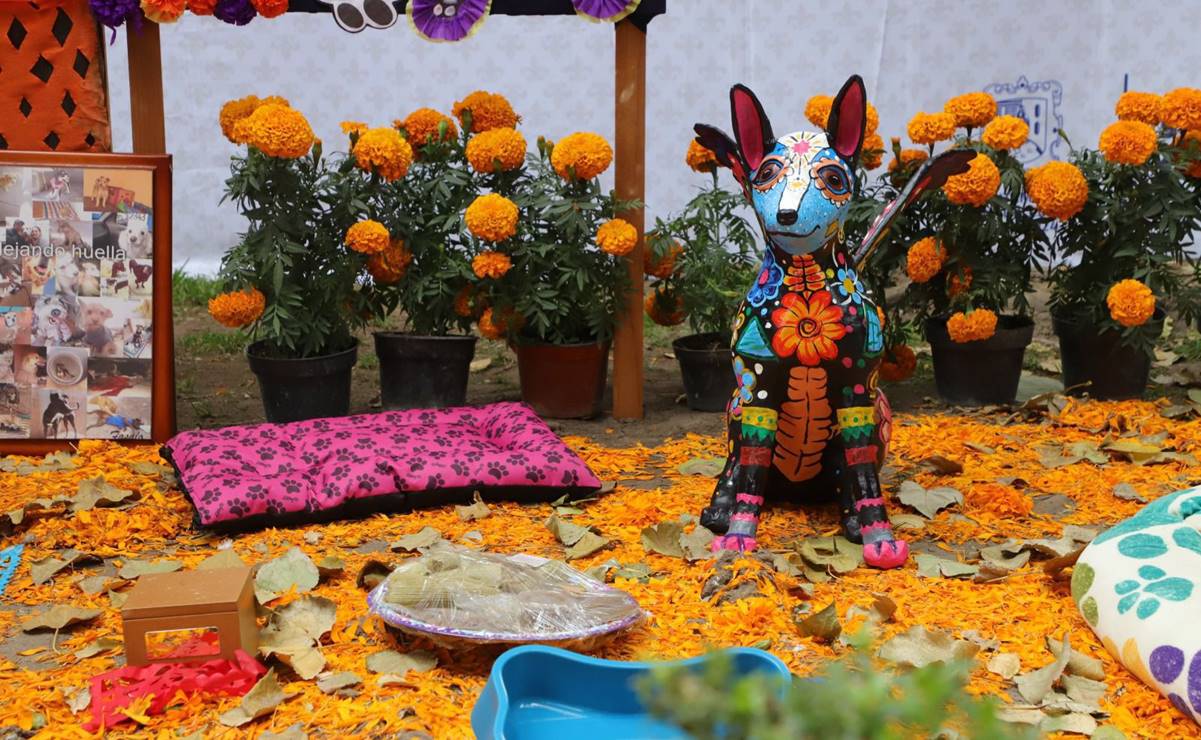 El altar para las mascotas forma parte de la tradición de Día de Muertos. Foto: Especial