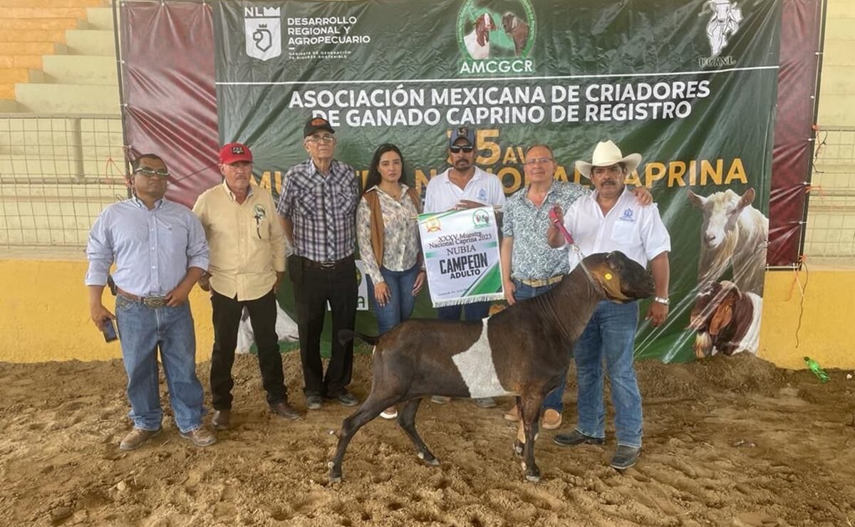 La muestra de este año se celebró en Guadalupe, Nuevo León, en dónde sobresalieron las cabras de la raza Nubia. Foto: Especial