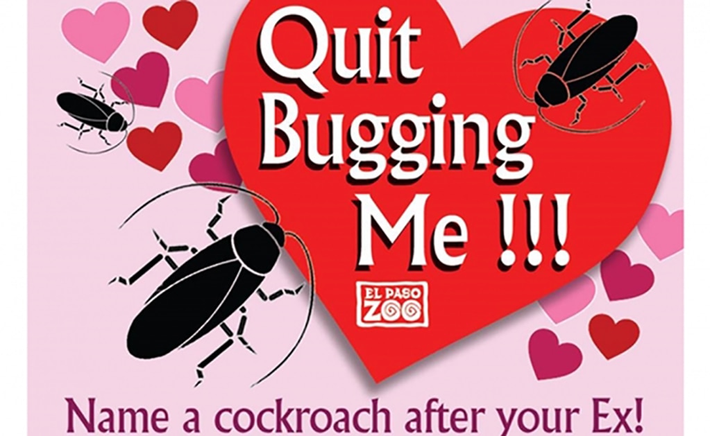 "Deja de molestarme", es el título de la campaña contiene un juego de palabras utilizando "bug", bicho, en español. "Nombra una cucaracha como a tu ex". Foto: Facebook El Paso Zoo