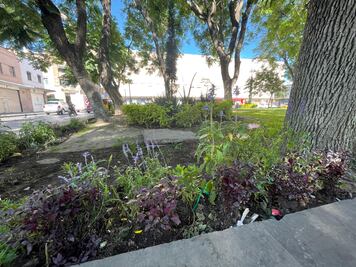 Con más de 45 mil ejemplares se han reforestado zonas de la capital de SLP  