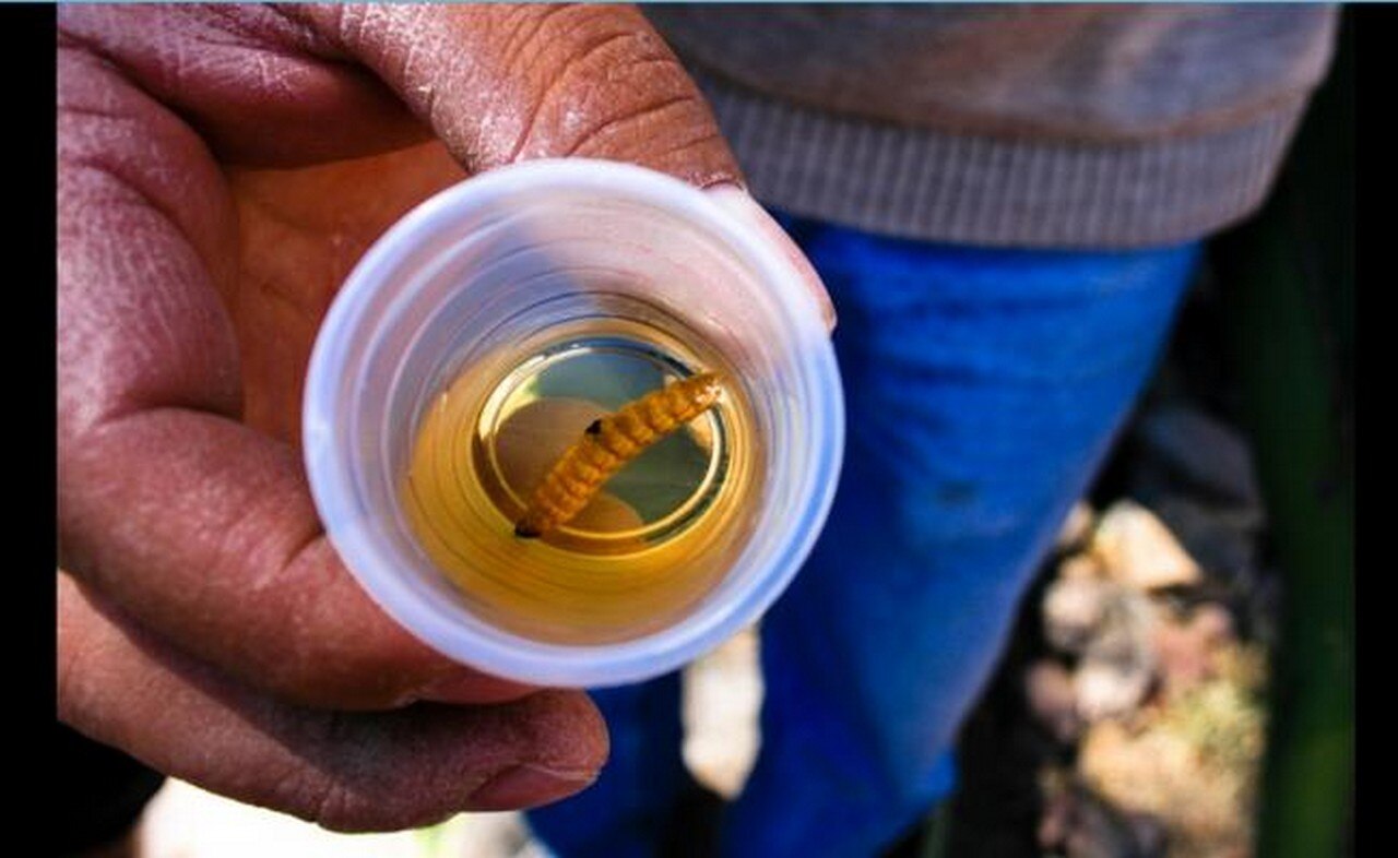  Técnica ancestral, la clave para producir un mezcal más puro