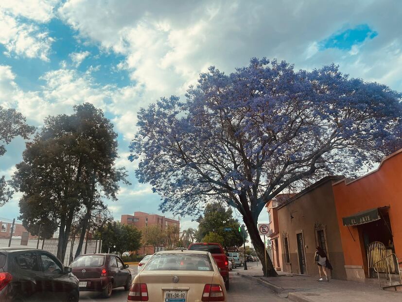 Las jacarandas visten de morado la capital de SLP. Foto: Nancy Lizet Hernández