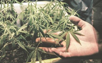 “Se legalizan las drogas o vamos a narcoestado”