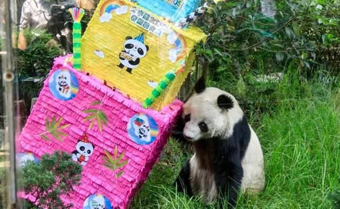 Shuan Shuan, la panda gigante más longeva de México murió a los 35 años. Foto: Sedema