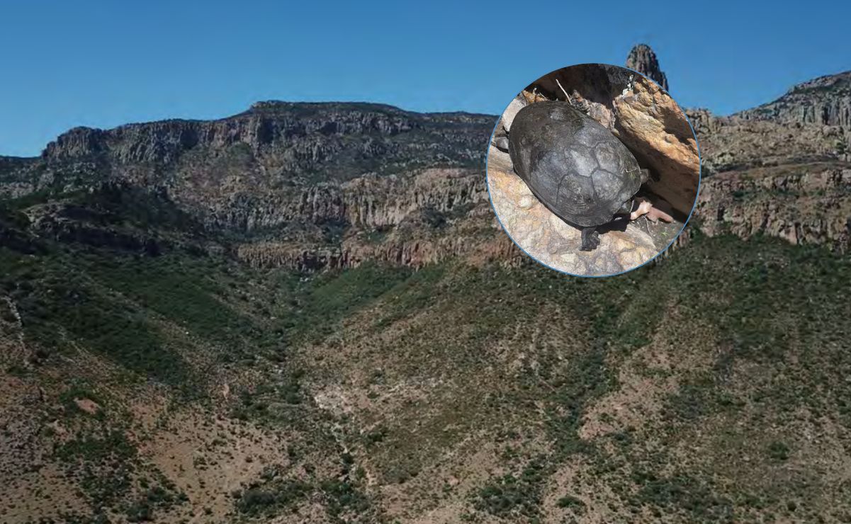 Un oasis natural con vistas increíbles y tortugas te esperan a tan solo unos minutos de la ciudad. Fotos: www.conanp.gob.mx y Carlos Alberto Hernández