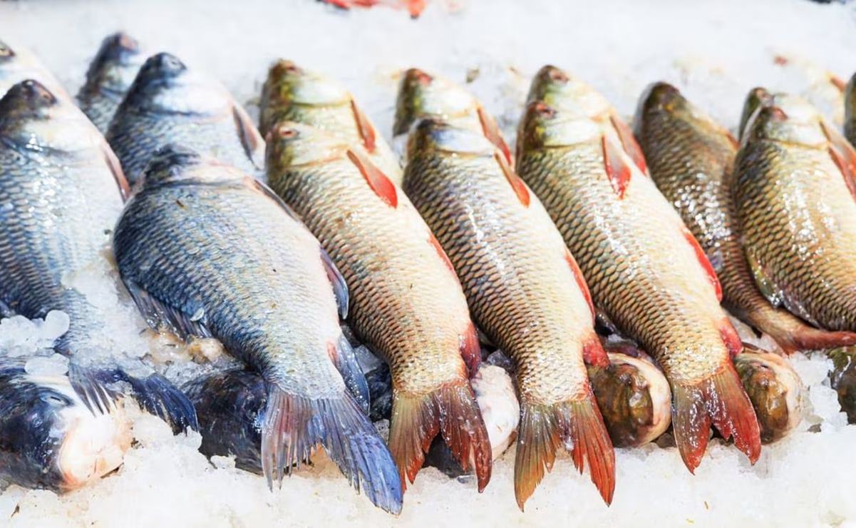 Mariscos a bajo costo en SLP. Esto cuesta la mojarra y los camarones en Soledad 