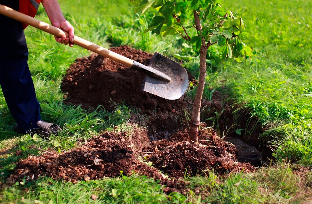 Con apoyo de AMLO buscan plantar miles de hectáreas de mango y aguacate en SLP