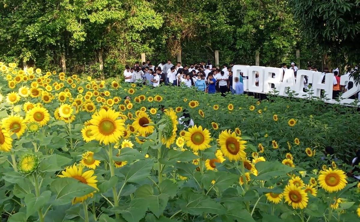 Cobach de Matlapa, SLP, rescata patio escolar y siembran un centenar de girasoles