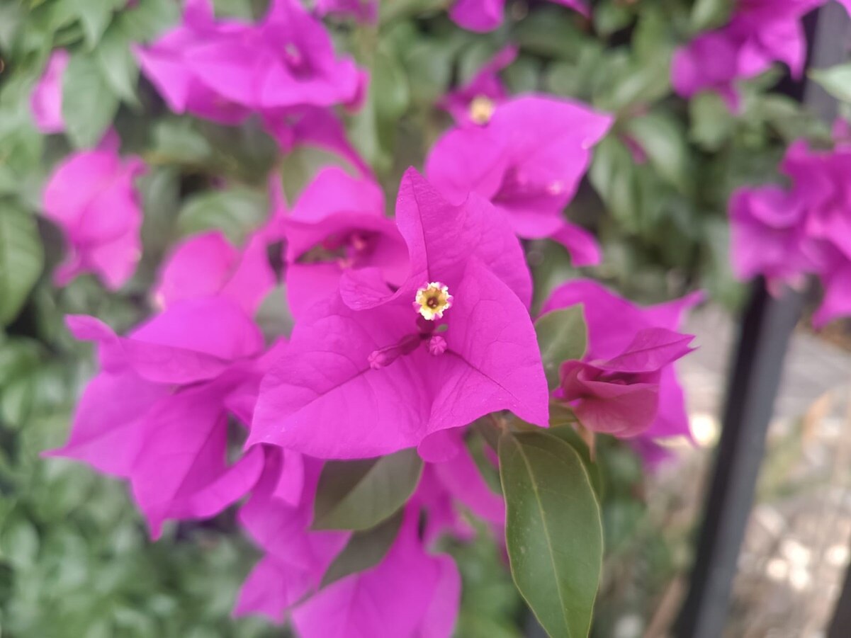 Bugamilias visten de colores rosados las calles de SLP