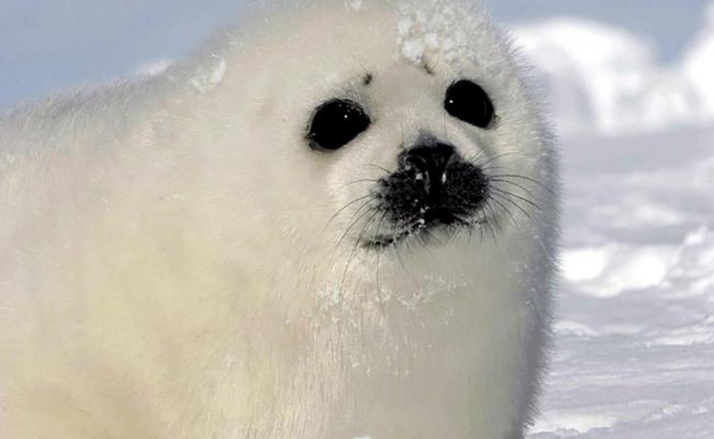 El estudio de las focas servirá para estudiar los efectos del cambio climático. EFE/Stewart Cook/