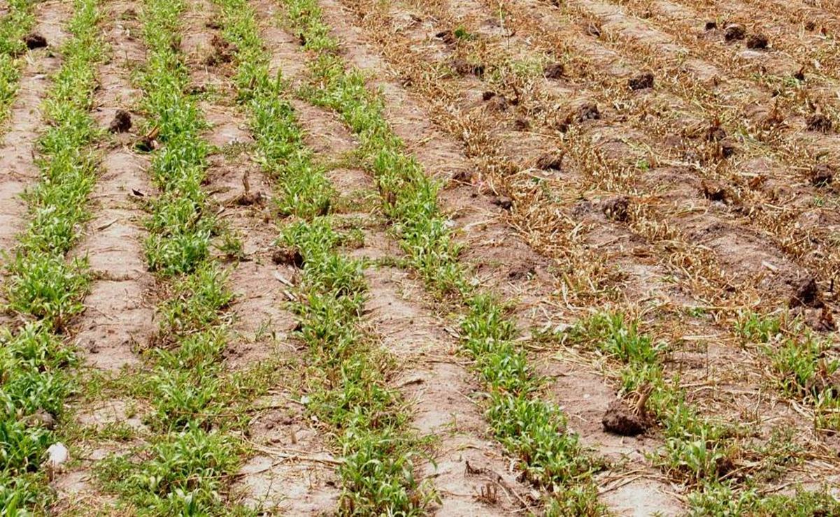 Por sequía, se han pagado 62 mdp en seguros a productores de SLP