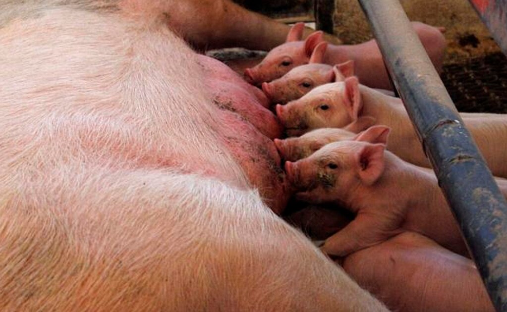 SLP participará en megasimulacro de emergencia contra peste porcina africana