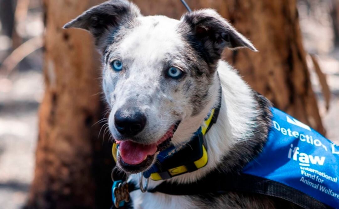 Oso, el perro que rescata koalas en los incendios forestales de Australia (Fotos: Reuters)