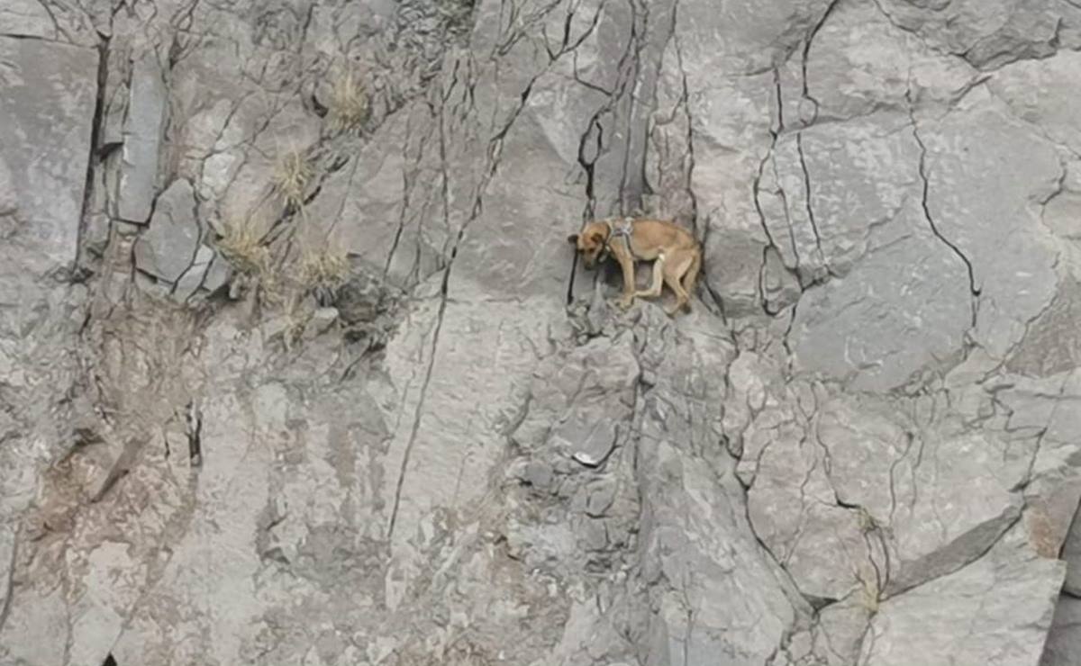 Rescatan a lomito atrapado en un cerro de la Cañada del Lobo en San Luis Potosí
