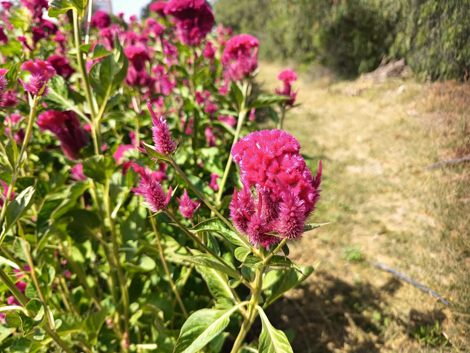 Foto: Jazmín Ramírez García