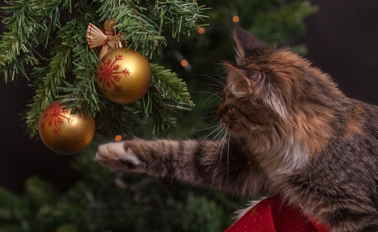 Conoce la fecha correcta para poner el árbol de Navidad. Foto: Pixabay