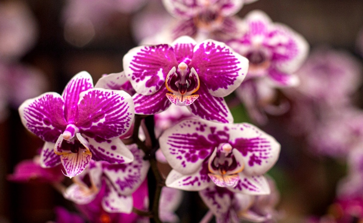 Xilitla, la joya de la Huasteca potosina, brilla en el Festival Internacional de la Orquídea 2025