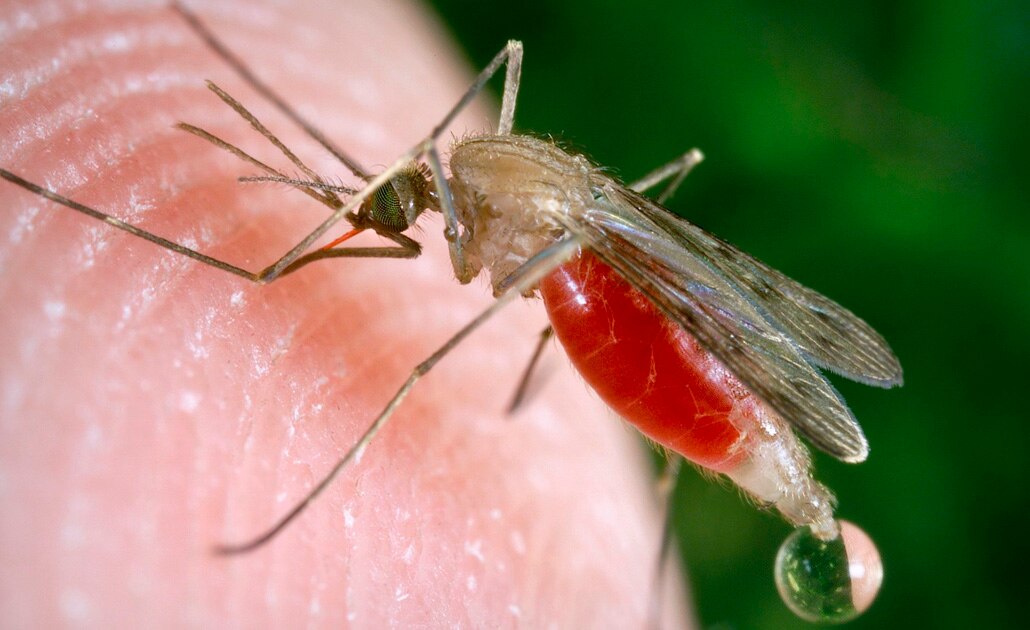 Hongo modificado mata al "99% de los mosquitos de la malaria"