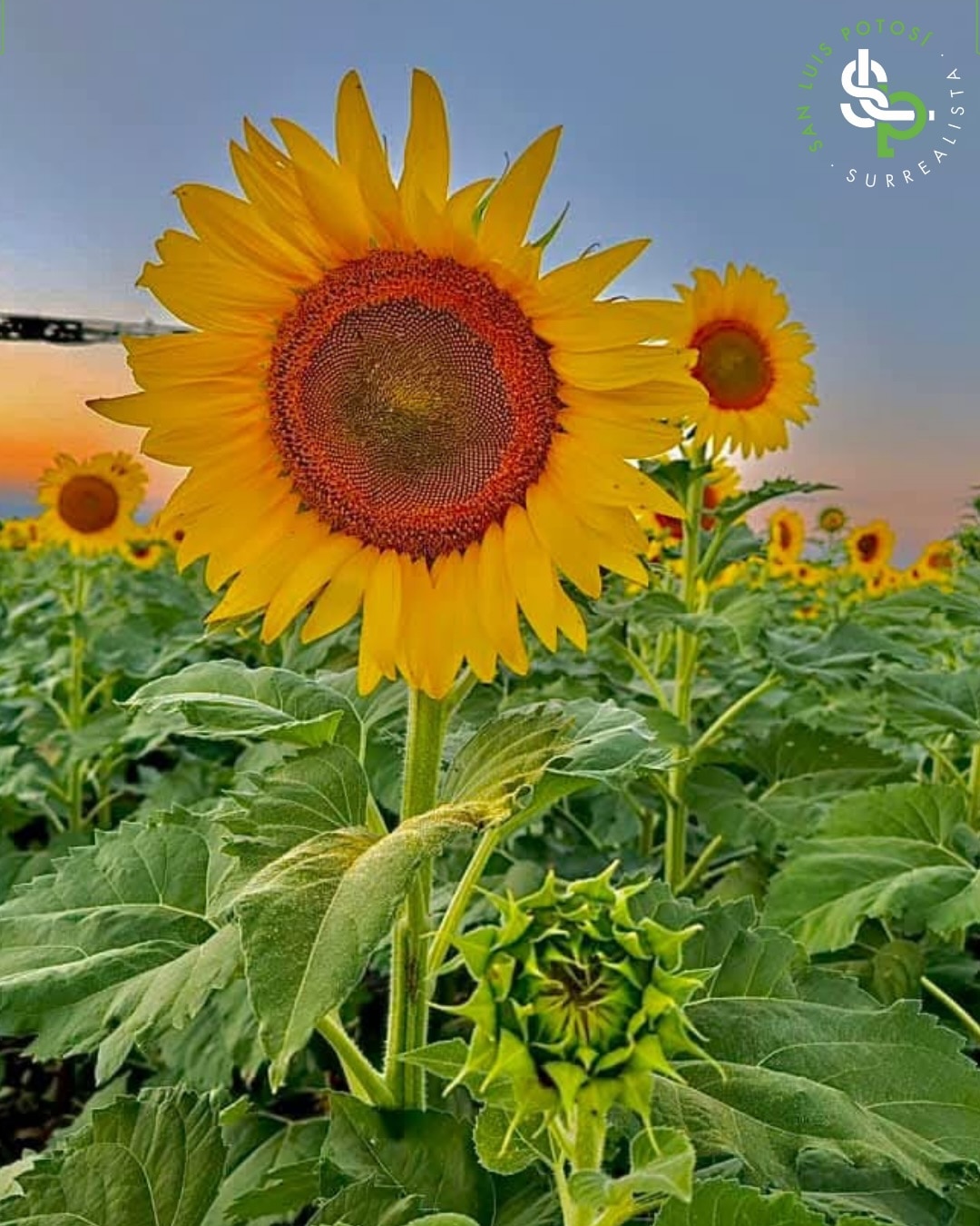 Foto: San Luis Potosí Turismo.