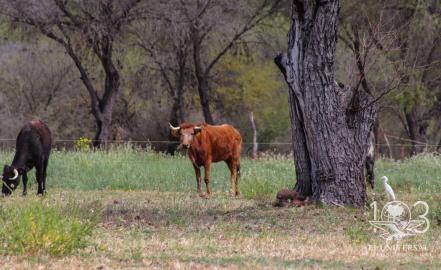 En riesgo, 130 años de tradición taurina