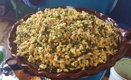 Los escamoles, el "caviar potosino" que nace en Charcas y conquista paladares 