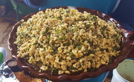 Los escamoles, el "caviar potosino" que nace en Charcas y conquista paladares 