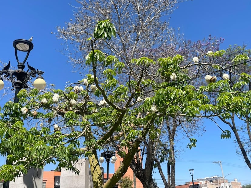 Foto: Humberto Torres