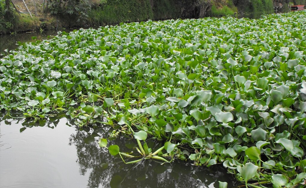 Alerta CEA grave problema de lirio acuático en presa “El Realito”
