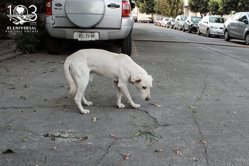 Foto: Archivo El Universal San Luis Potosí.