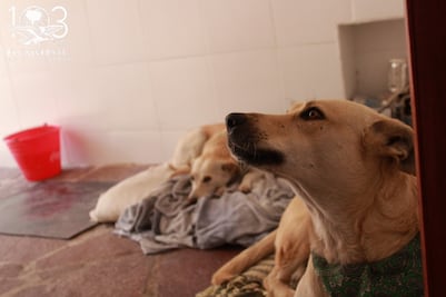 Policías cubrirán gastos médicos de perro arrollado