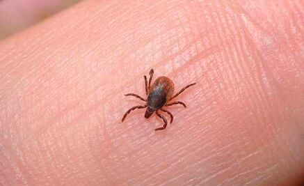 Secretaría de Salud detecta seis casos de rickettsiosis