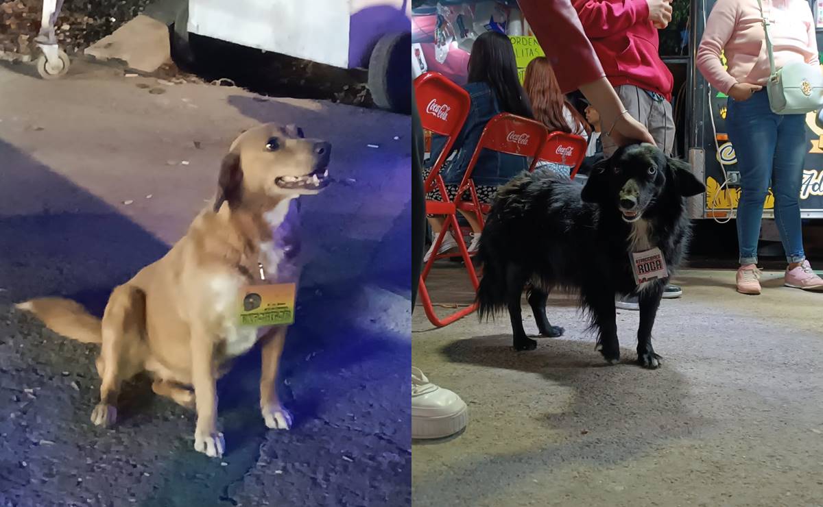 Nena y güerita, las perritas comerciantes que han cautivado la Fenapo