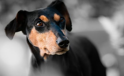 Vecino amenaza con envenenar y lanzar comida con vidrios a perritos callejeros en Soledad, SLP