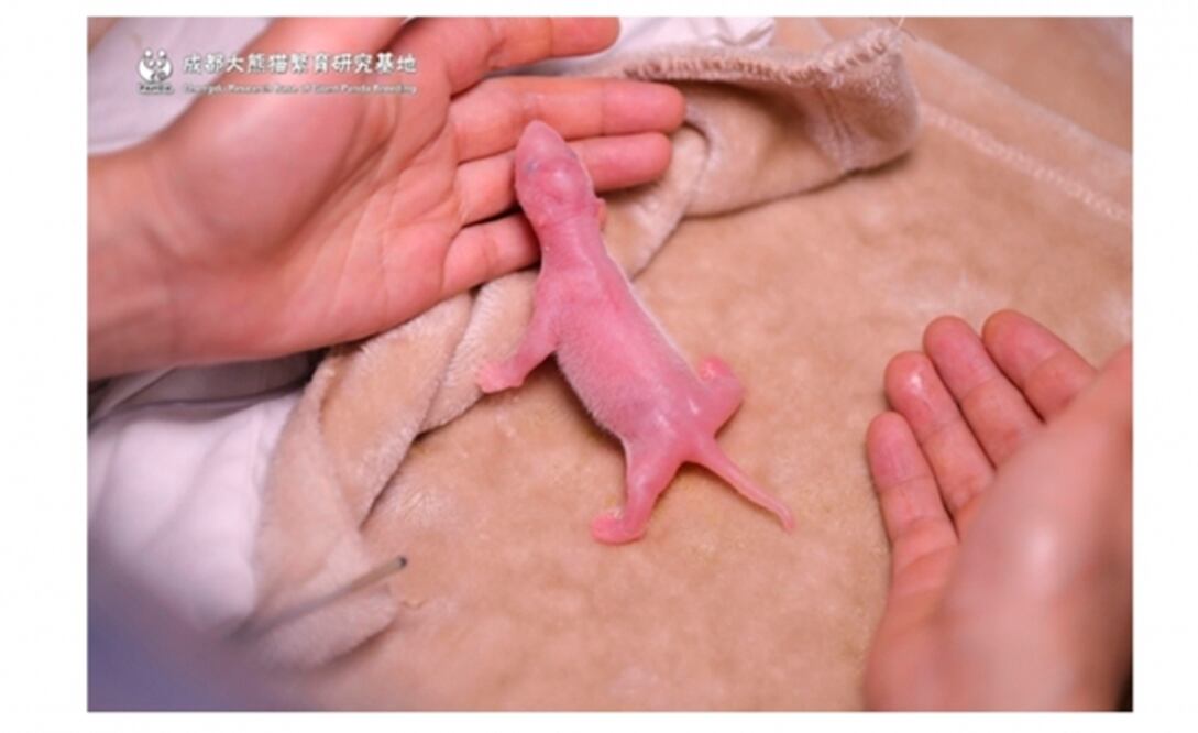 Foto: tomada de www.panda.org.cn