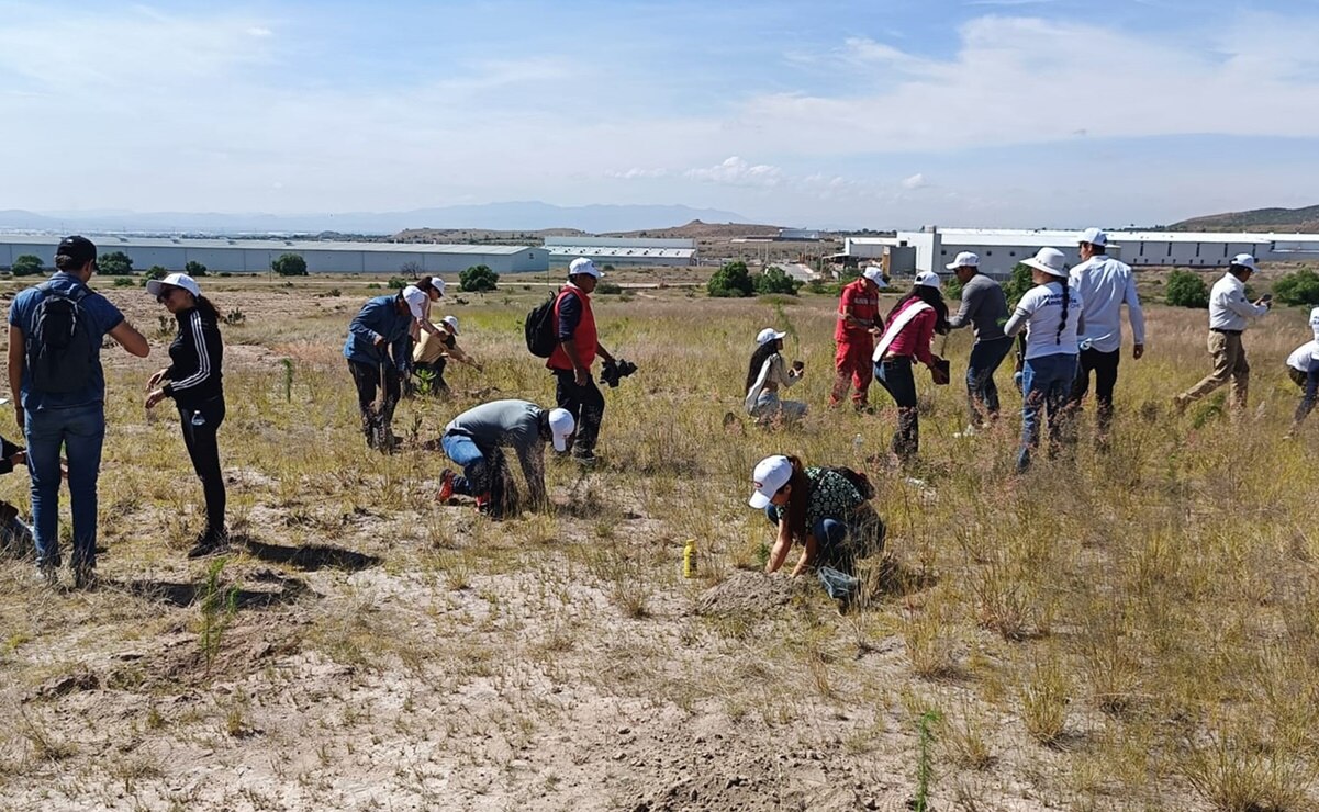 Constructores se suman a reforestación de la Sierra de San Miguelito en SLP