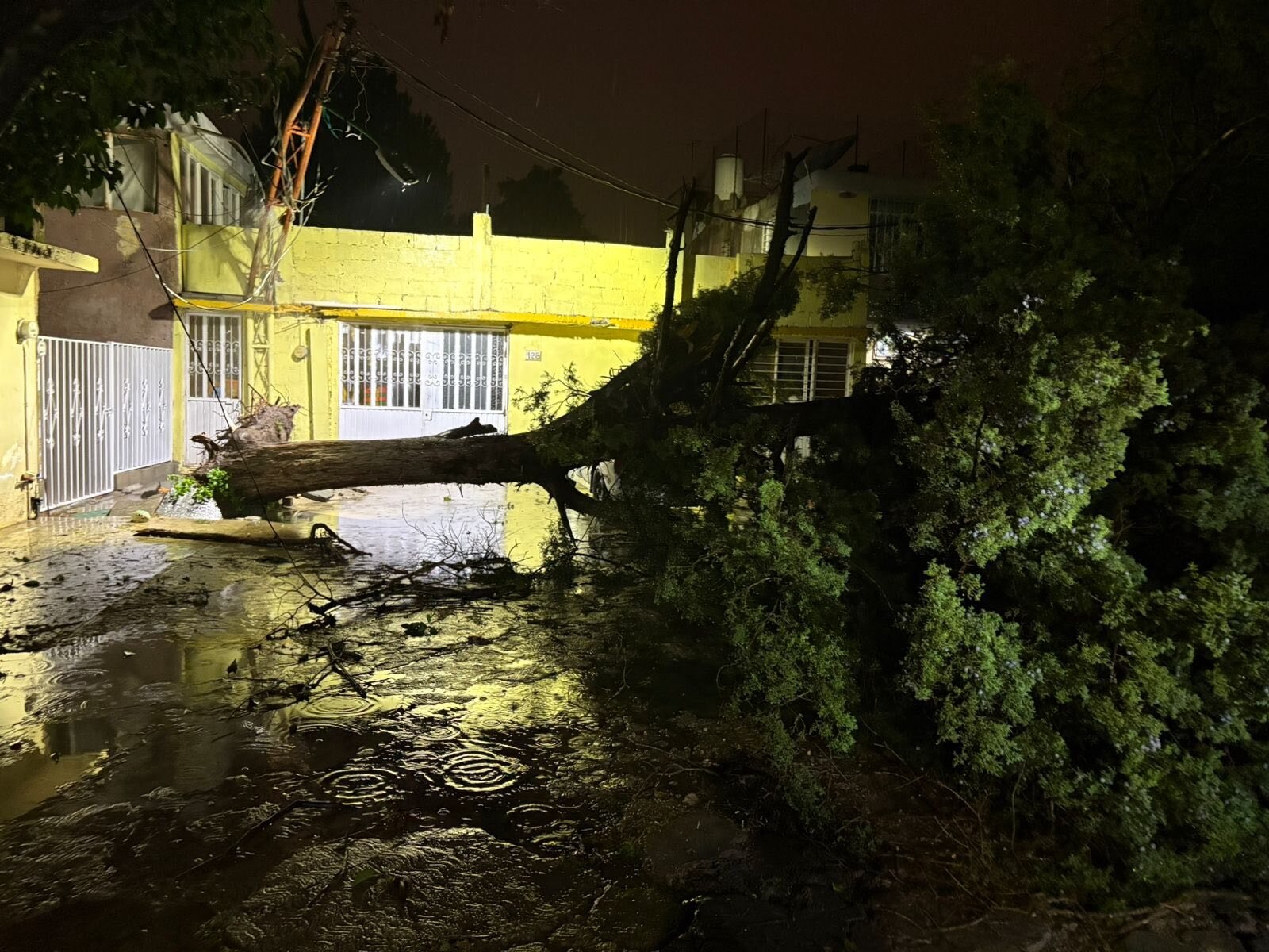 Las lluvias también dejaron árboles caídos en SLP