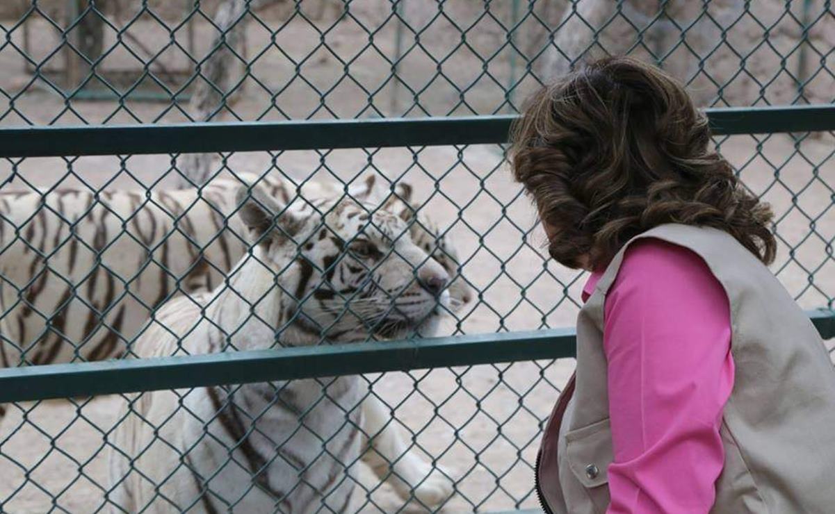 Leonas, dos nuevas inquilinas del zoológico de Mexquitic, con favorable proceso de adaptación, dice su directora. Foto: Zoológico de Mexquitic