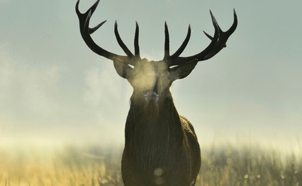 El ciervo rojo "adelanta" su parto debido al cambio climático