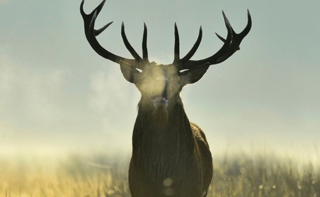 Imagen ilustrativa de un ciervo rojo. Foto: Agencias