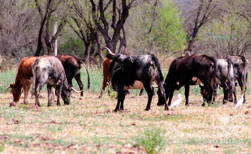 Los toros tras el ruedo; lidiar contra el veto