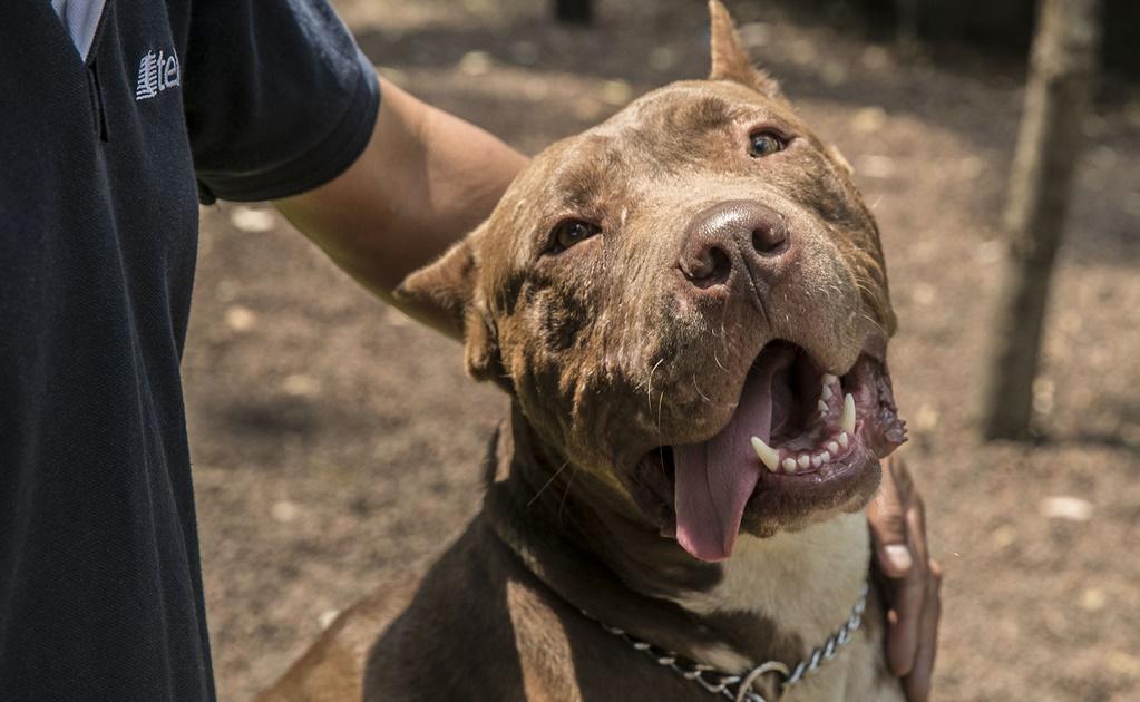 Sociedad estigmatiza razas caninas, señala experto