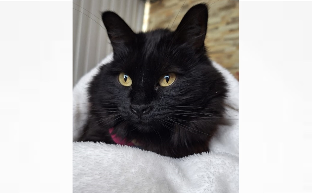 Con las bajas temperaturas las mascotas requieren de cuidados especiales.