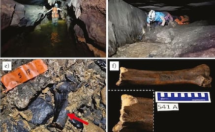 ¡Entérate! Descubren fósiles de animales gigantes de la era de hielo en cueva de la Huasteca potosina