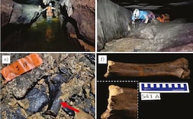 ¡Entérate! Descubren fósiles de animales gigantes de la era de hielo en cueva de la Huasteca potosina