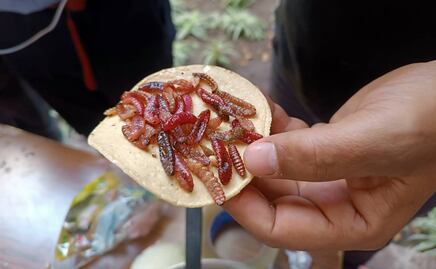 Insectos, el manjar que producen las tierras desérticas del Altiplano potosino