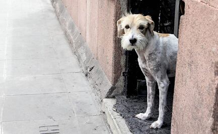 En 2021 se han vinculado a dos y hay 24 investigaciones por maltrato animal en SLP 